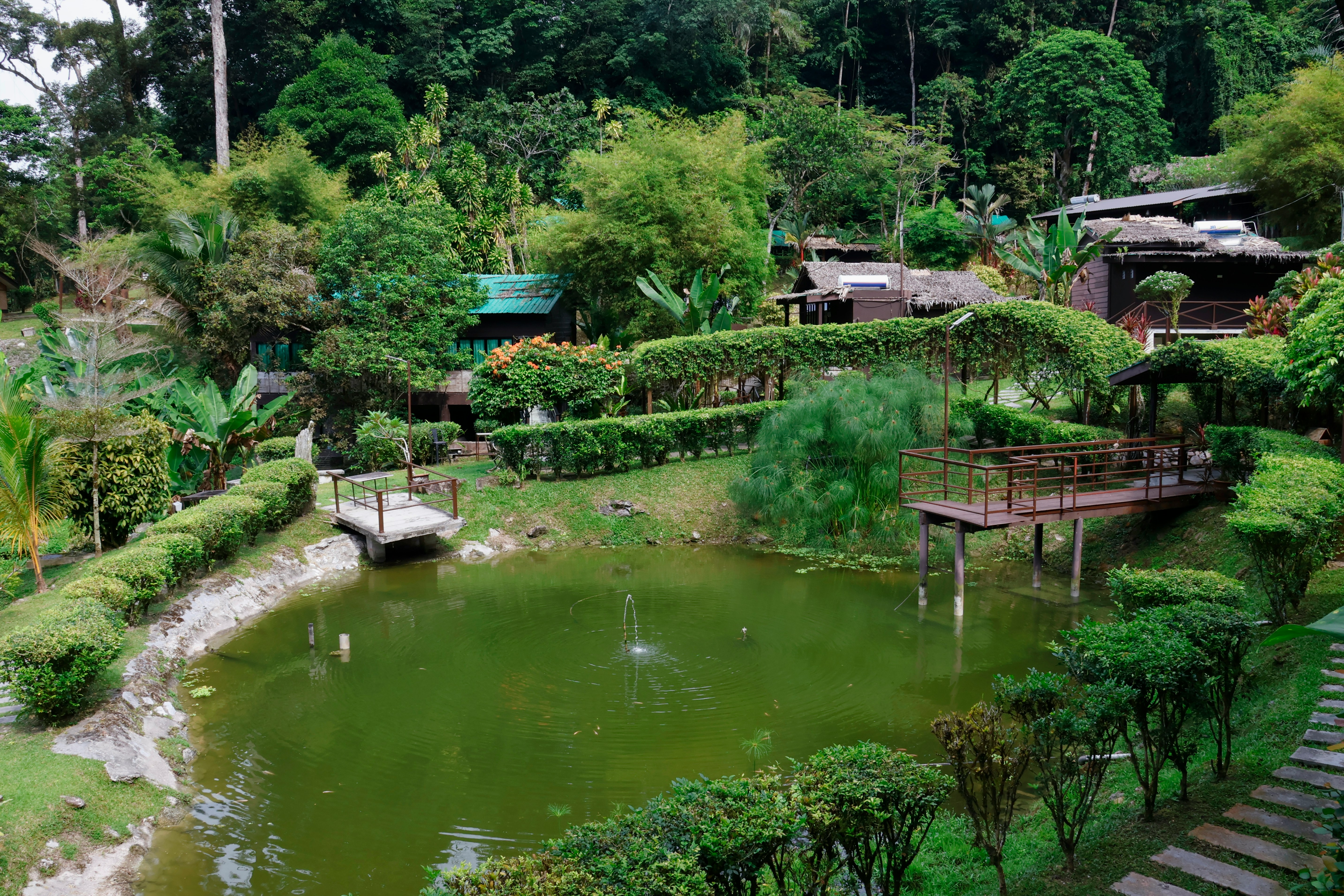 Jungle retreat - AU